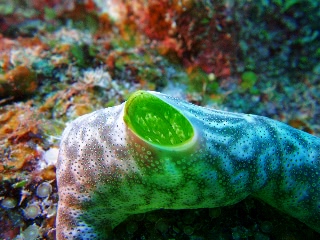 「チャツボボヤ」のサムネイル画像