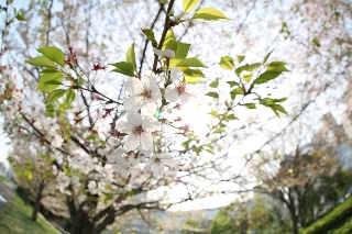 「ソメイヨシノ(染井吉野)」のサムネイル画像