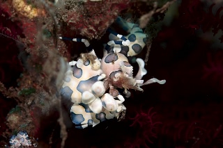 「フリソデエビ(Harlequin shrimp)」のサムネイル画像