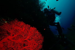 「無題」のサムネイル画像