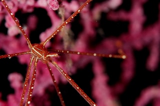 「ホシゾラワラエビ」のサムネイル画像