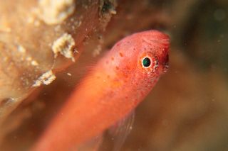 「シリウスベニハゼ(Skinspot Dwarfgoby)」のサムネイル画像