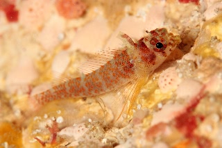 「無題」のサムネイル画像