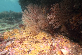 「ムツサンゴ」のサムネイル画像