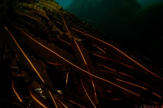 「マコンブ」のサムネイル画像