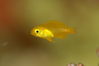 「ネッタイスズメダイ(Lemon Damsel,Yellow Damsel)」のサムネイル画像