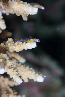 「アカメハゼ」のサムネイル画像