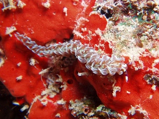 「ムカデミノウミウシ」のサムネイル画像