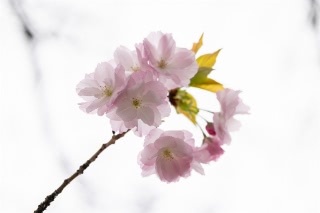 「ヤエザクラ」のサムネイル画像