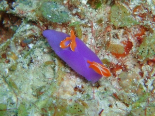 「ムラサキウミコチョウ」のサムネイル画像