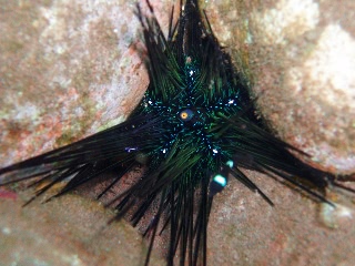 「ウニの仲間」のサムネイル画像