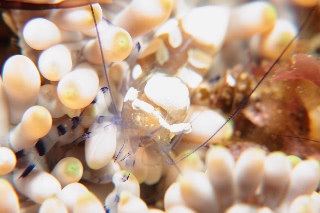 「イソギンチャクエビ」のサムネイル画像