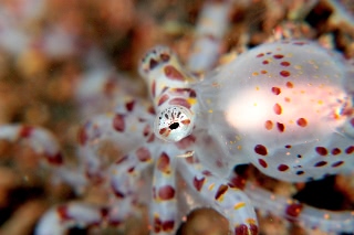 「ミミックオクトパス(Mimic Octopus)」のサムネイル画像
