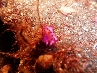 「ウミウシの仲間」のサムネイル画像