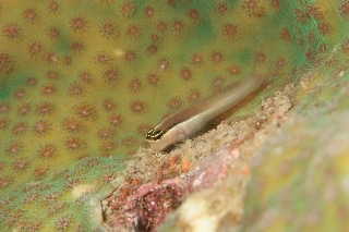 「banda comb-tooth 」のサムネイル画像