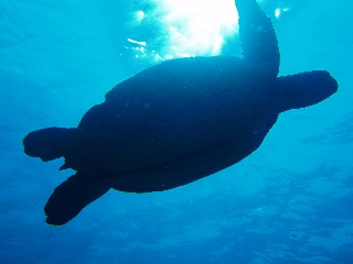 「アオウミガメ(Green turtle)」のサムネイル画像