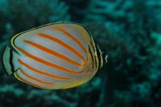 「ハナグロチョウチョウウオ」のサムネイル画像