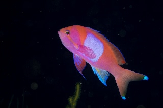 「スミレナガハナダイ(サロンパス)」のサムネイル画像