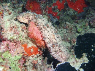 「クロエリナマコ(Graffiti sea cucumber,クロテナマコ,オハグロナマコ)」のサムネイル画像