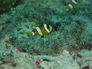 「クマノミ(Anemonefish)」のサムネイル画像