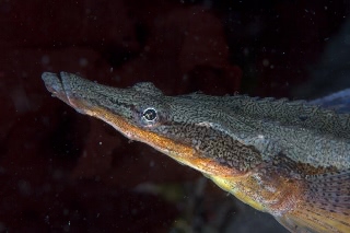 「シチロウウオ」のサムネイル画像