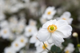 「シュウメイギク」のサムネイル画像