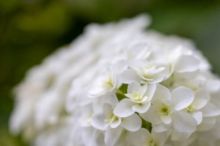 「アジサイ」のサムネイル画像