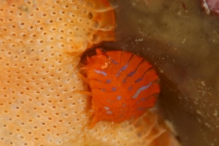 「アオスジスベヨコエビ」のサムネイル画像