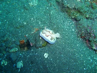 「シラナミイロウミウシ」のサムネイル画像