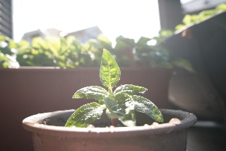 「ミニひまわり」のサムネイル画像