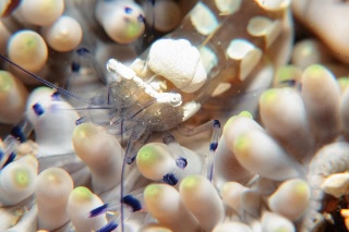 「イソギンチャクエビ」のサムネイル画像