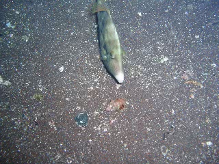 「カワハギ」のサムネイル画像