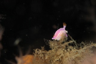 「シモダイロウミウシ」のサムネイル画像