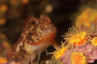 「ムツサンゴ」のサムネイル画像