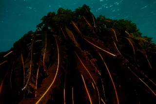 「マコンブ」のサムネイル画像