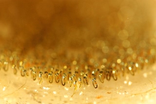 「ナカモトイロワケハゼ」のサムネイル画像