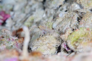 「無題」のサムネイル画像