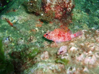 「イソカサゴ」のサムネイル画像