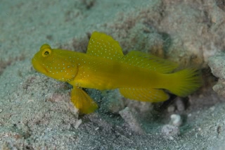 「ギンガハゼ(Banded shrimp goby)」のサムネイル画像