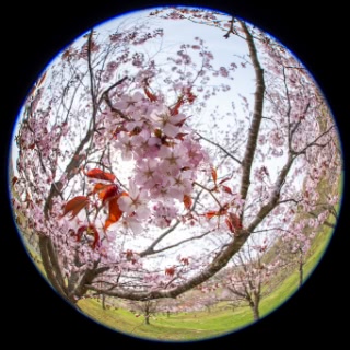 「オオヤマザクラ(エゾヤマザクラ,ベニヤマザクラ)」のサムネイル画像