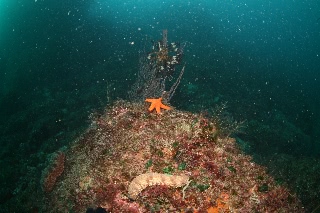 「棘皮集合」のサムネイル画像