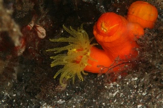 「エントウキサンゴ」のサムネイル画像