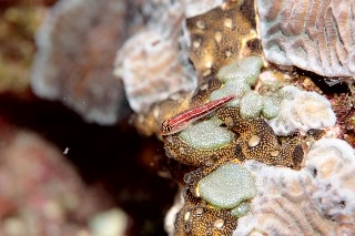「タテジマヘビギンポ(Tropical striped triplefin)」のサムネイル画像