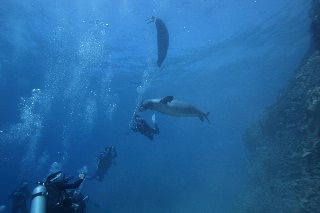 「ハワイモンクアザラシ(Hawaiian monk seal)」のサムネイル画像