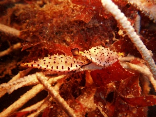 「シュスヅツミガイ」のサムネイル画像