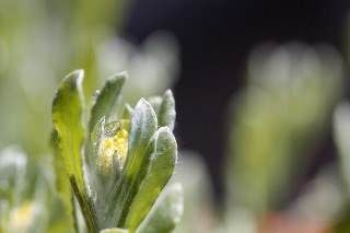 「母子草」のサムネイル画像