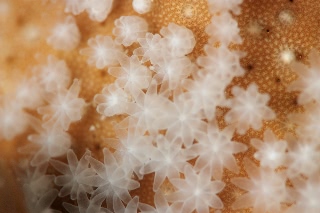 「サンゴの仲間」のサムネイル画像