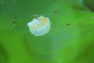 「ホタテガイ」のサムネイル画像