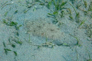 「サザナミウシノシタ」のサムネイル画像