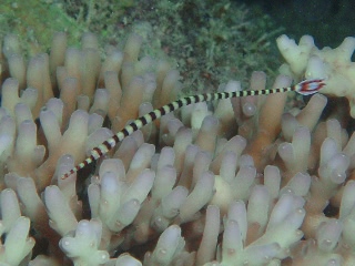 「オイランヨウジウオ 」のサムネイル画像